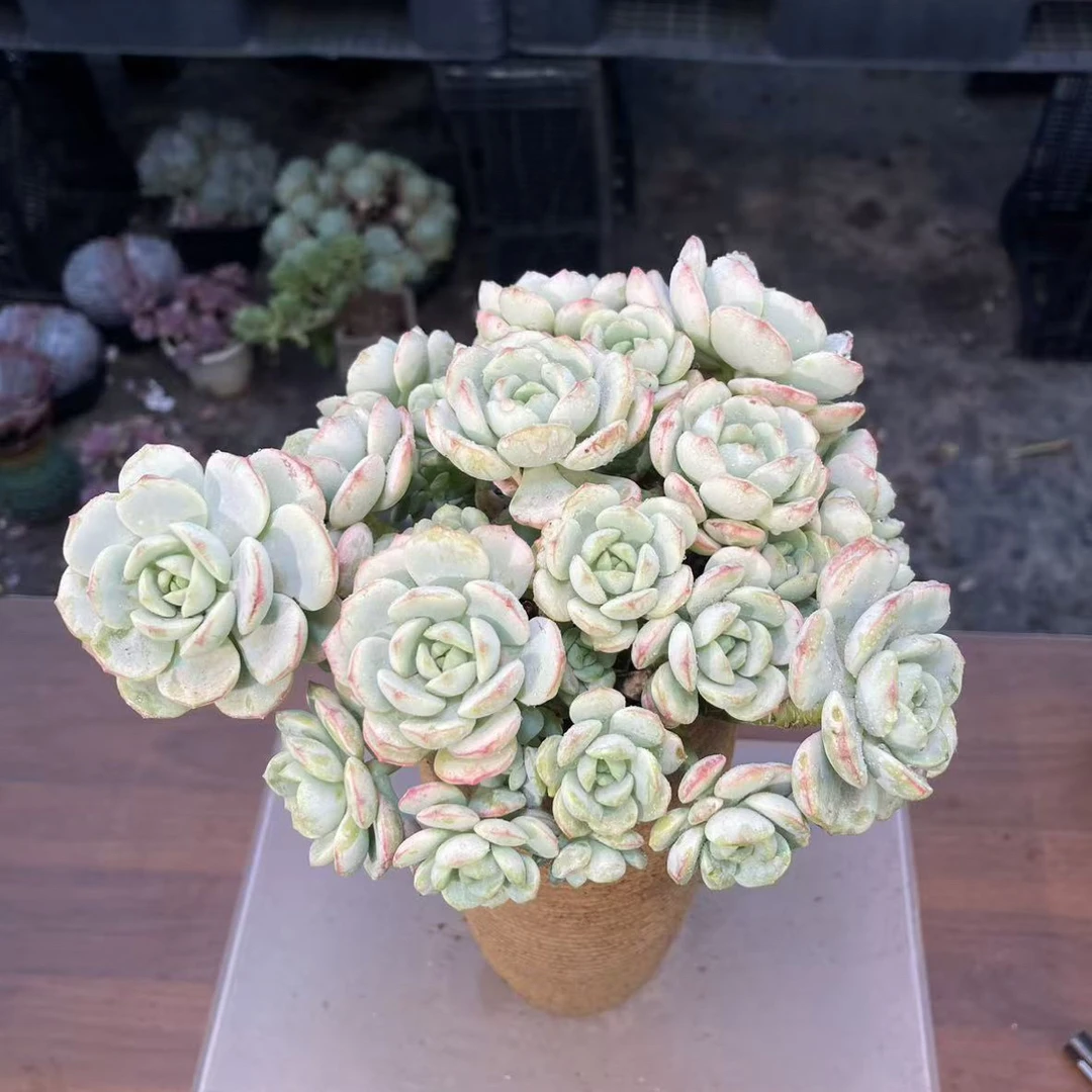香草（脱土发）多肉植物