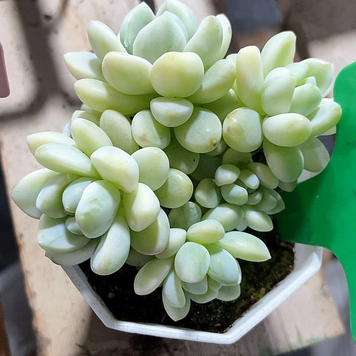 多肉植物劳尔锦931