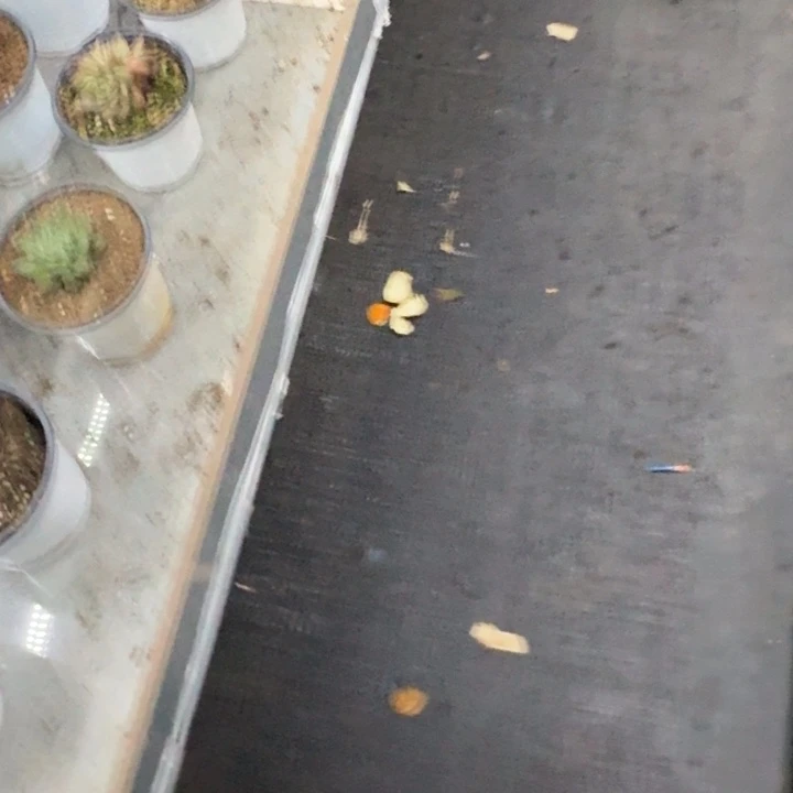 我***里戴蒙德 苗 一物一拍