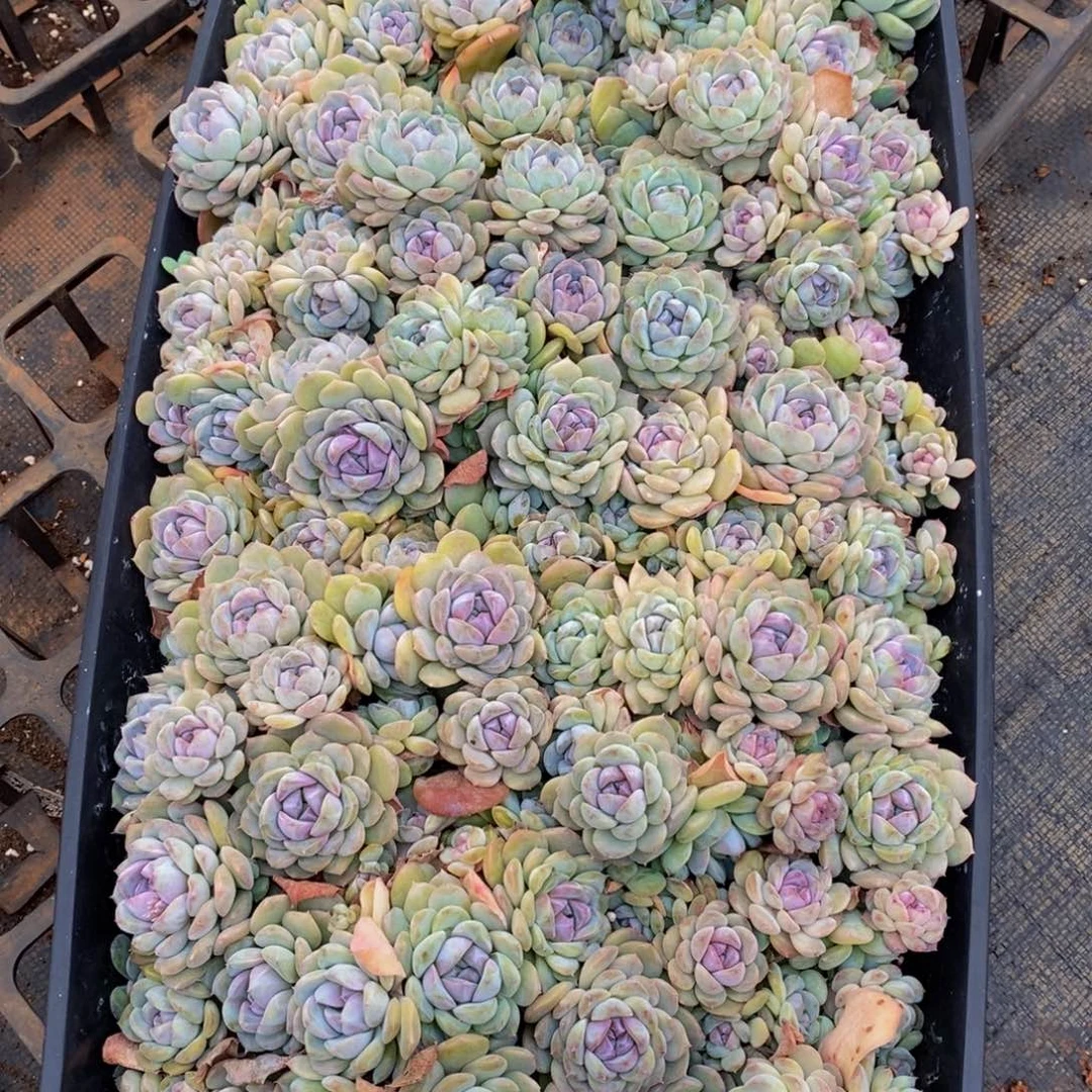 溯520多肉植物纤维面膜贴