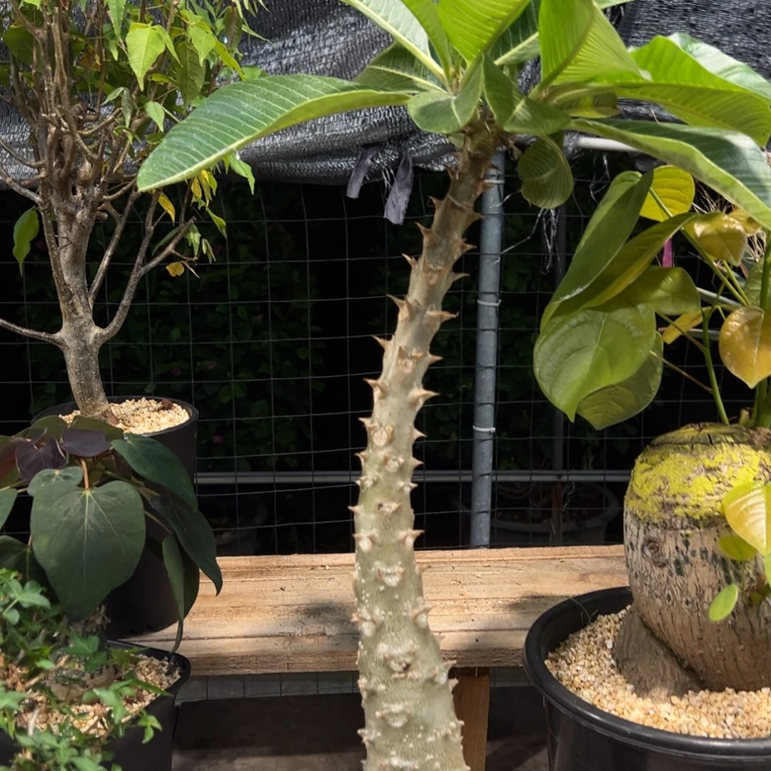粗***饭549巴士棒槌块根植物脱土发货