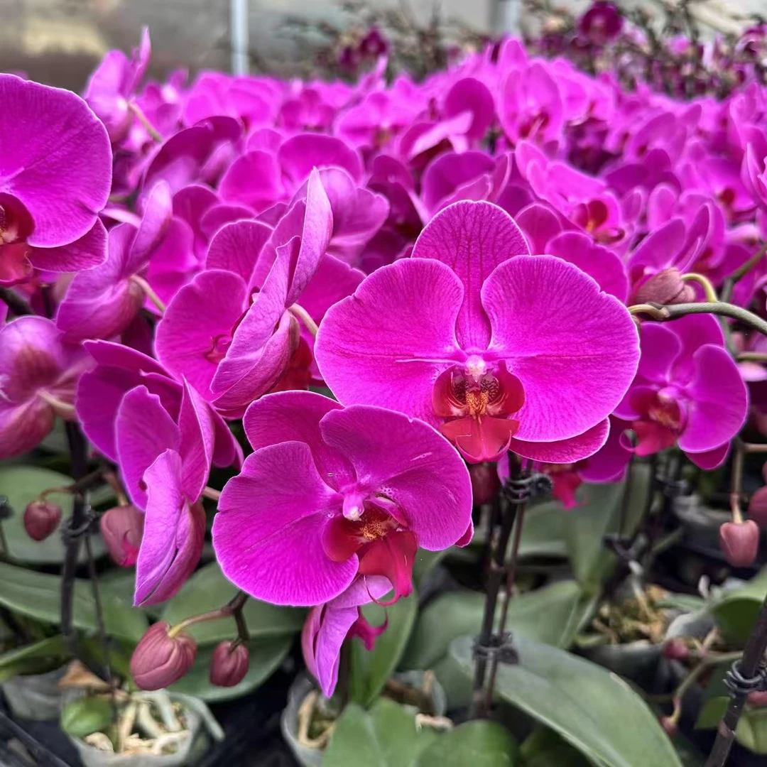 精选蝴蝶兰【鸿运当头】紫红色系 室内花卉绿植长花期 基地直发