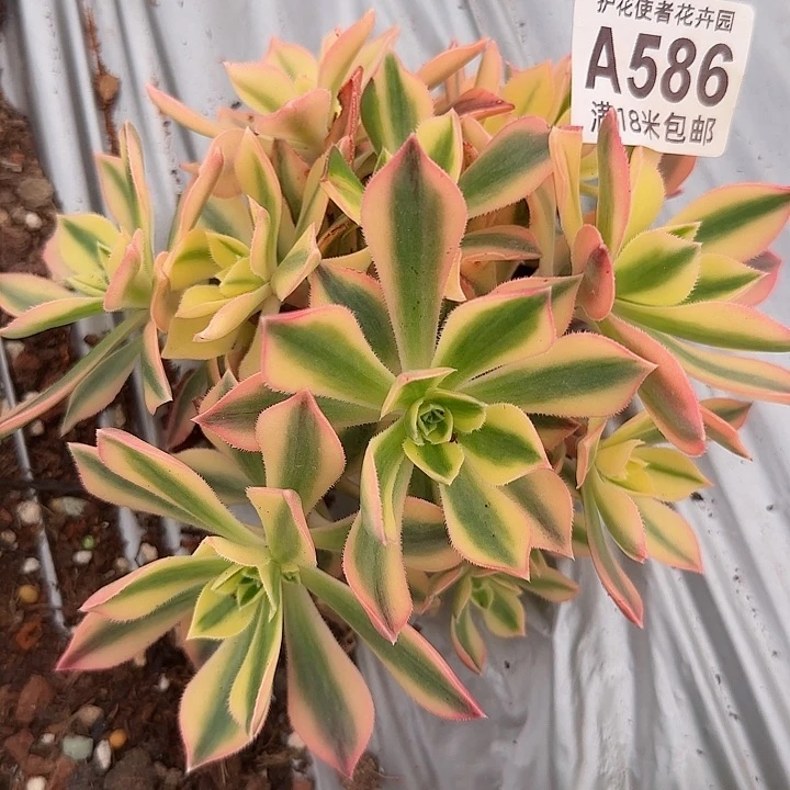 多肉法师枫叶朵朵