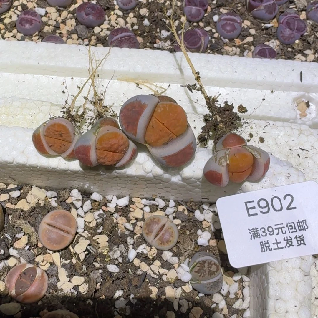 902哈哈哈哈哈哈