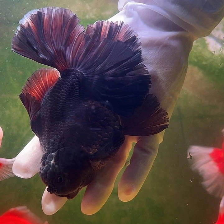 海水鱼百褶泰狮兰寿