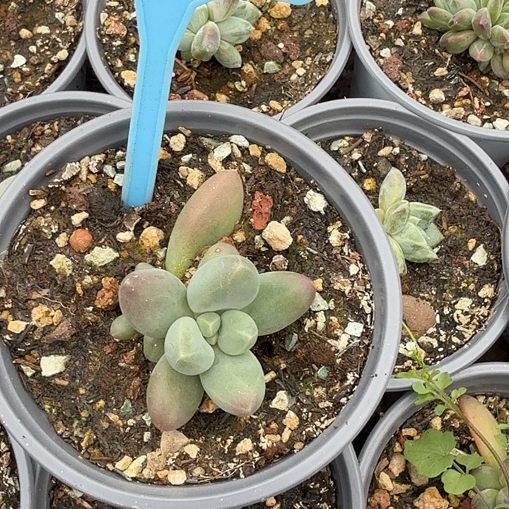 欧若拉一物一拍069