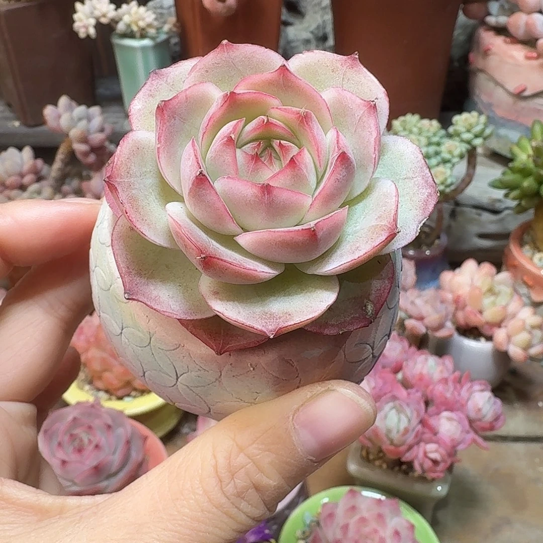 吉杂 多肉含盆土 一物一拍