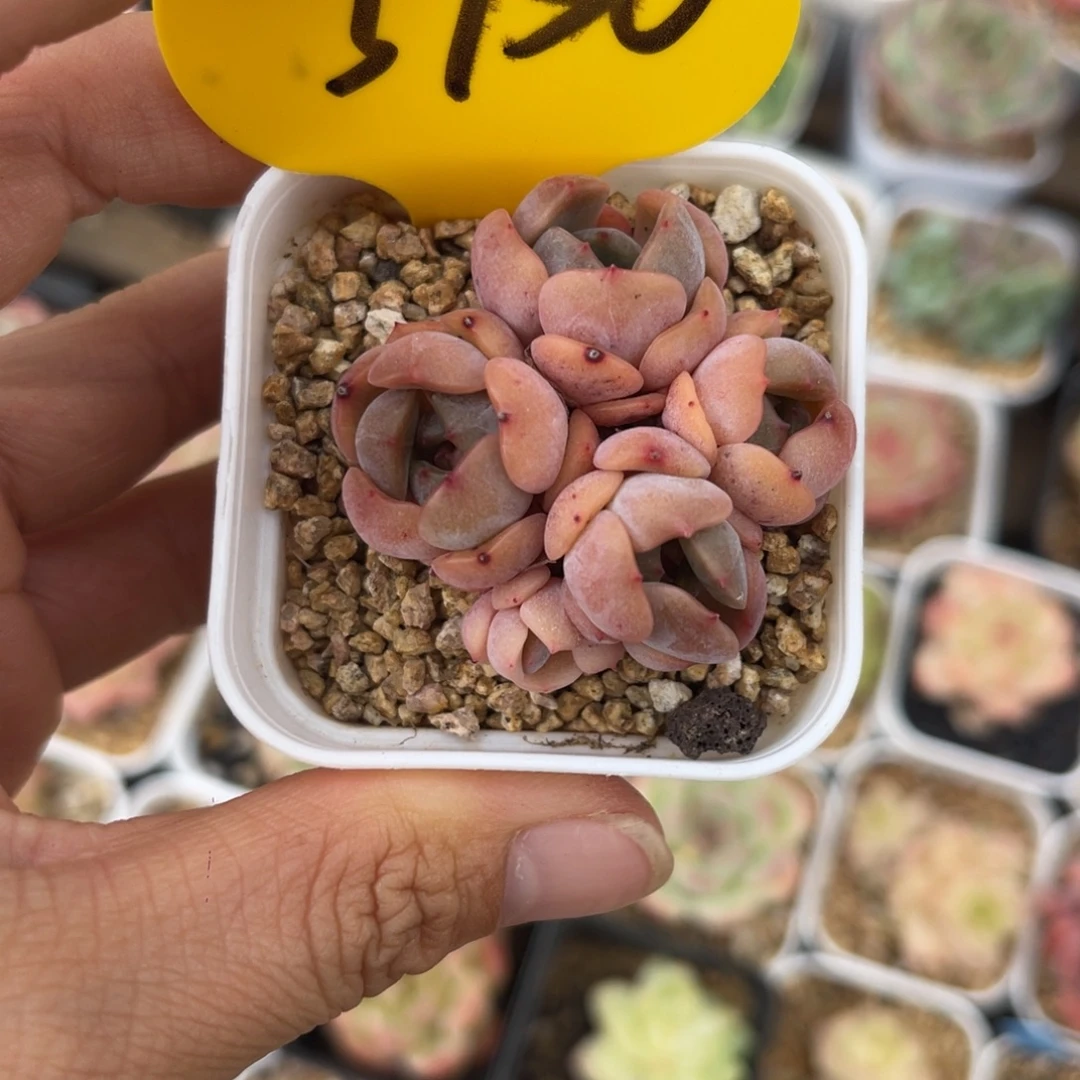 红色恋人群3756可拍
