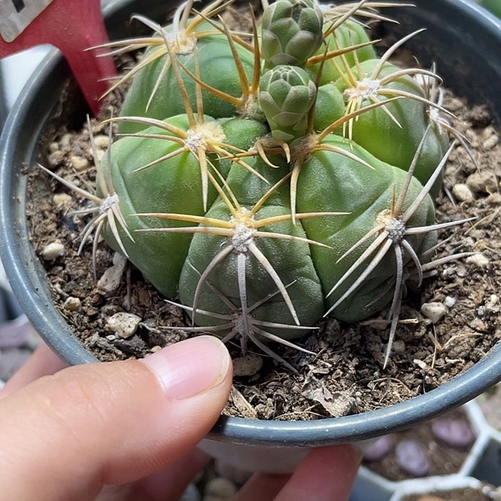 大部分花苞少量开放海王丸197脱土发货