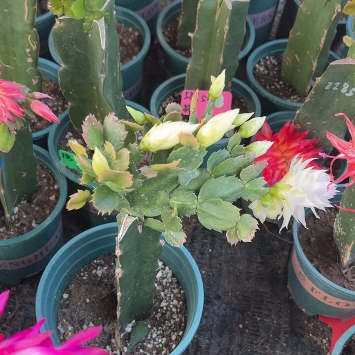 ℳ***/54号白重88888888