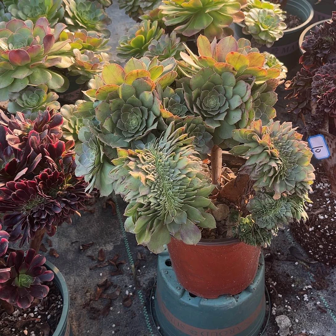 24万圣节缀化法师多肉植物