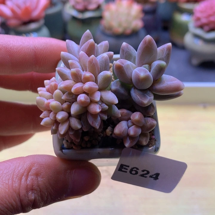 一物一拍满38包邮E624
