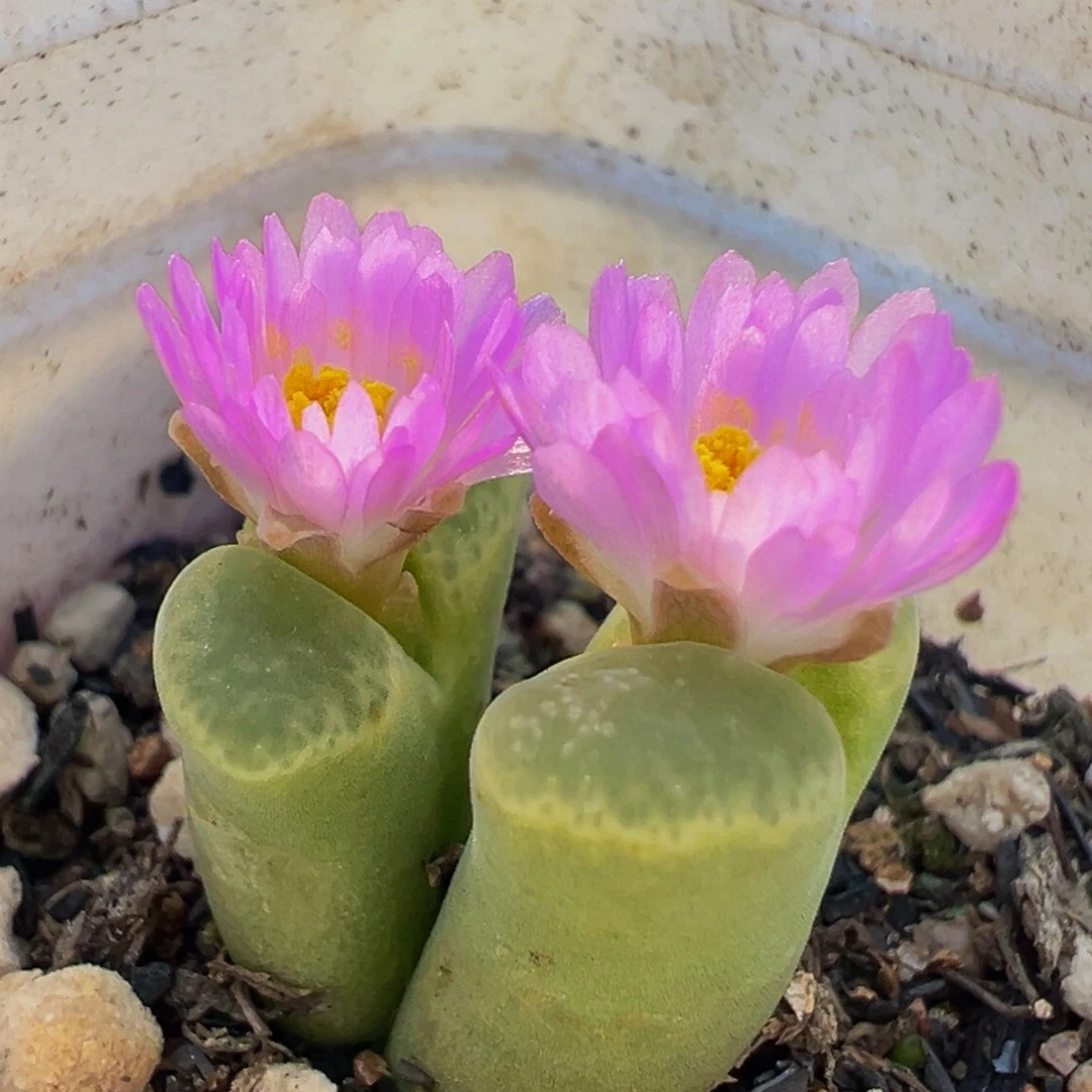 绿体天鹅绒母本带盆多肉