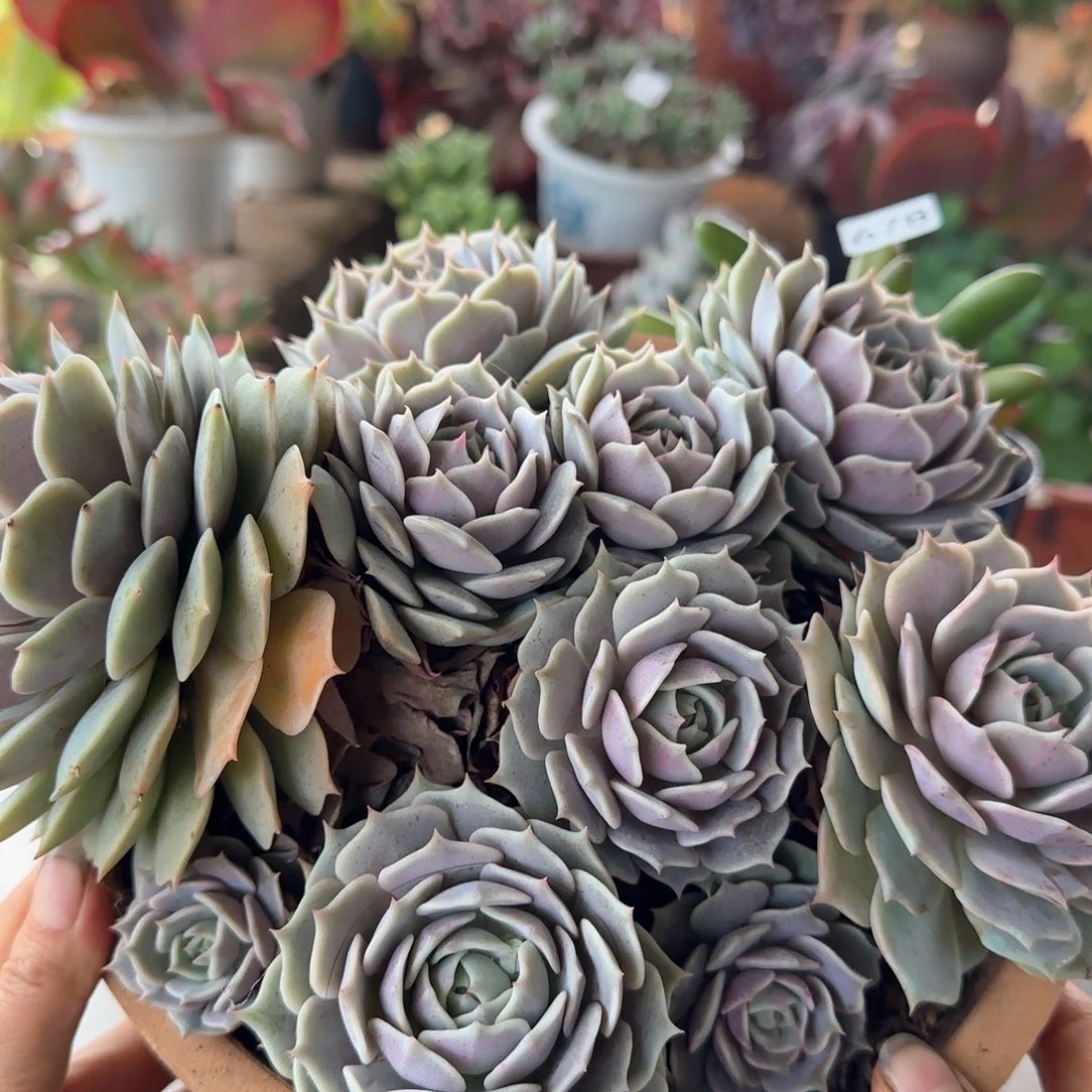 694号 一物一拍 一物一拍