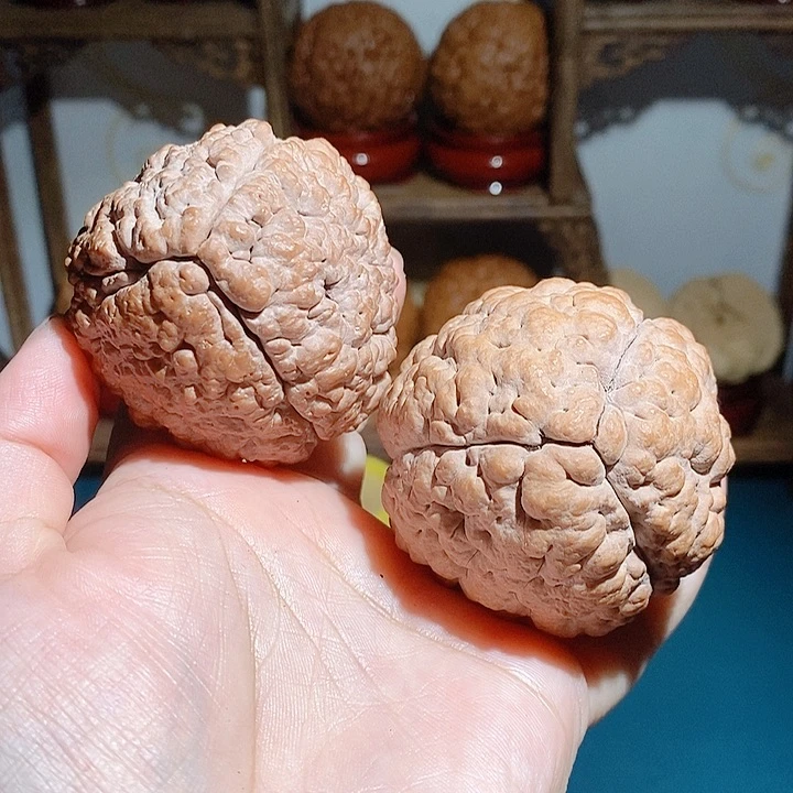 野生三瓣脑纹大金刚练手对