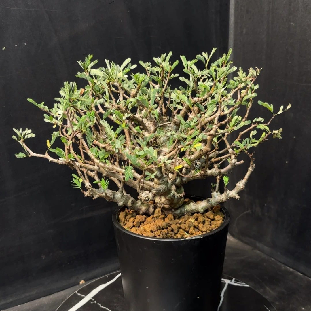 沙漠苏木带盆土1