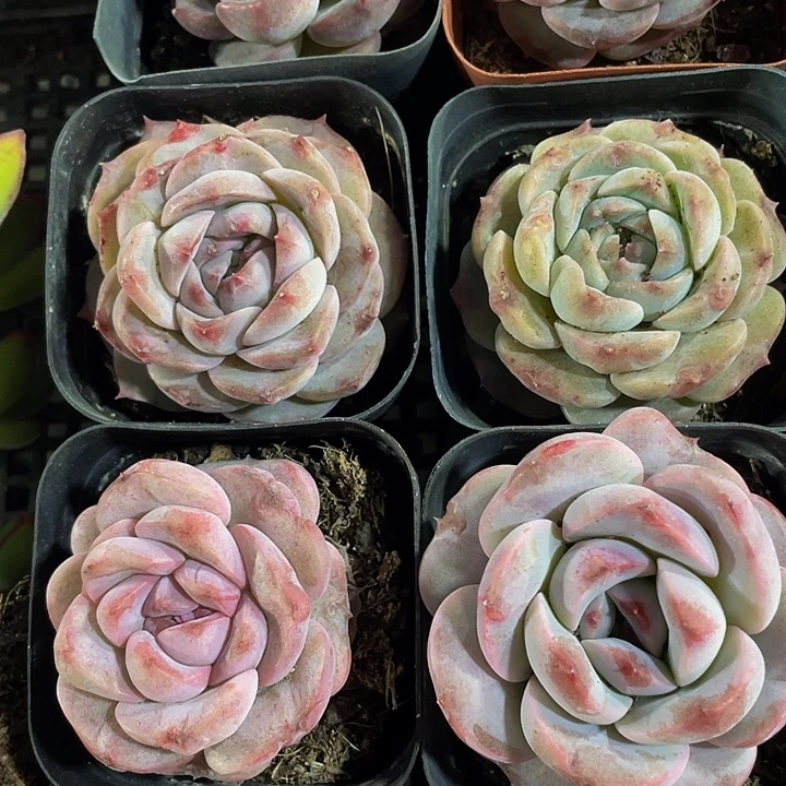 6.5方大冰魄带盆土