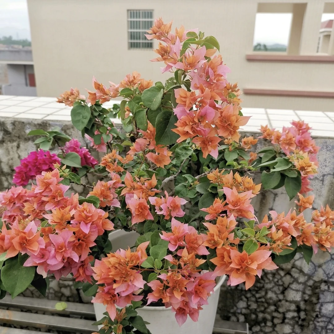 重瓣橙三角梅盆栽庭院阳台爆花强花卉新手易养护