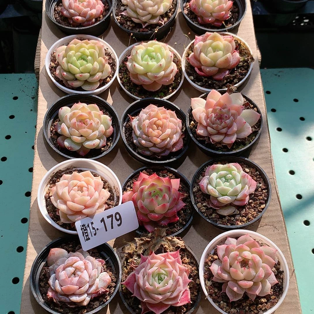 15-179一物一拍带盆18颗。