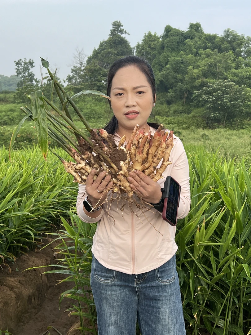 【下单现挖】重庆荣昌盘龙新鲜嫩姜仔姜当季美味