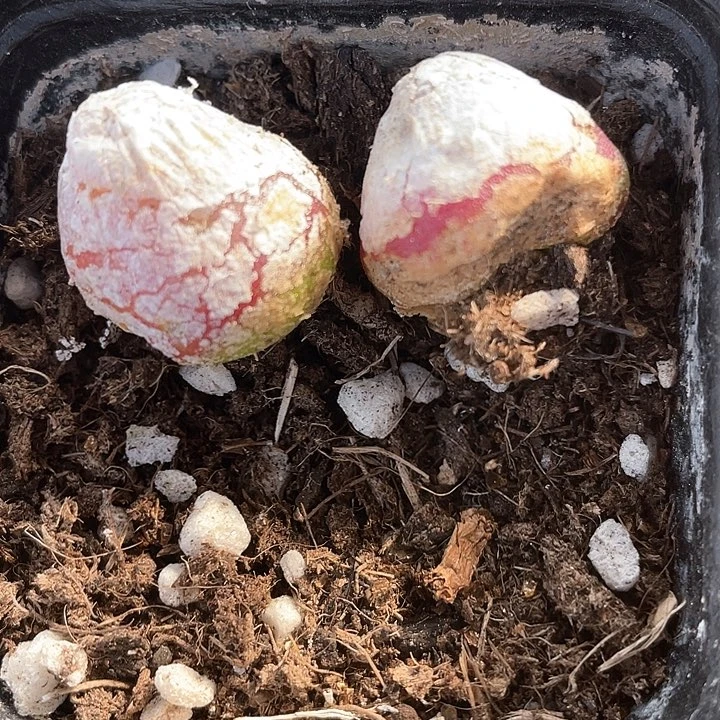 911。两颗灯泡。 有伤。