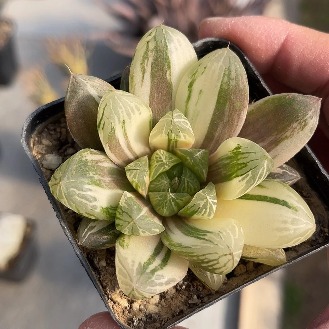 玉露拉丝锦一物一拍