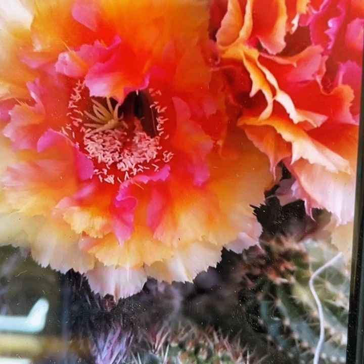 琉璃盏侧芽歪5公分以上满18包邮