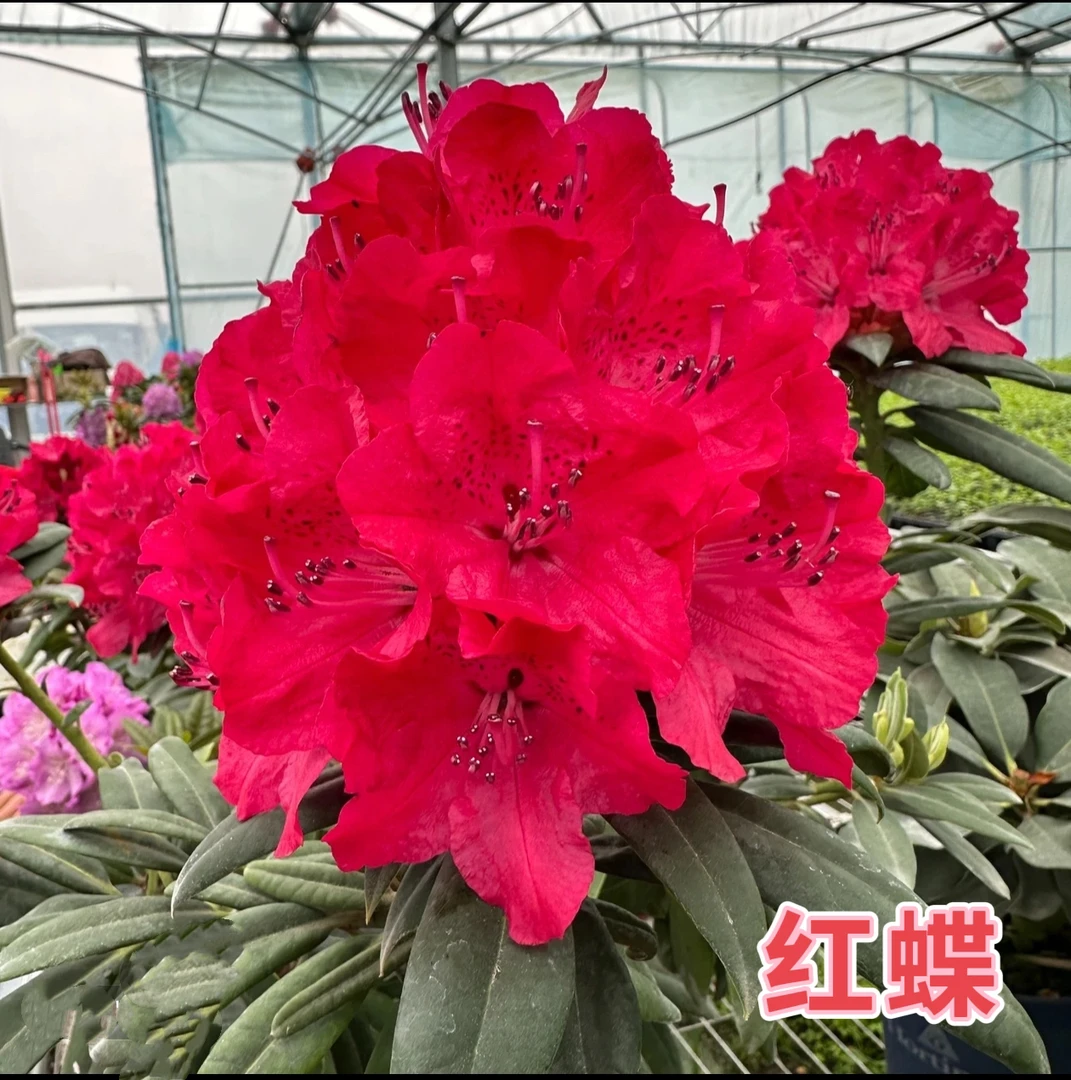 红碟 （两加仑）高山杜鹃