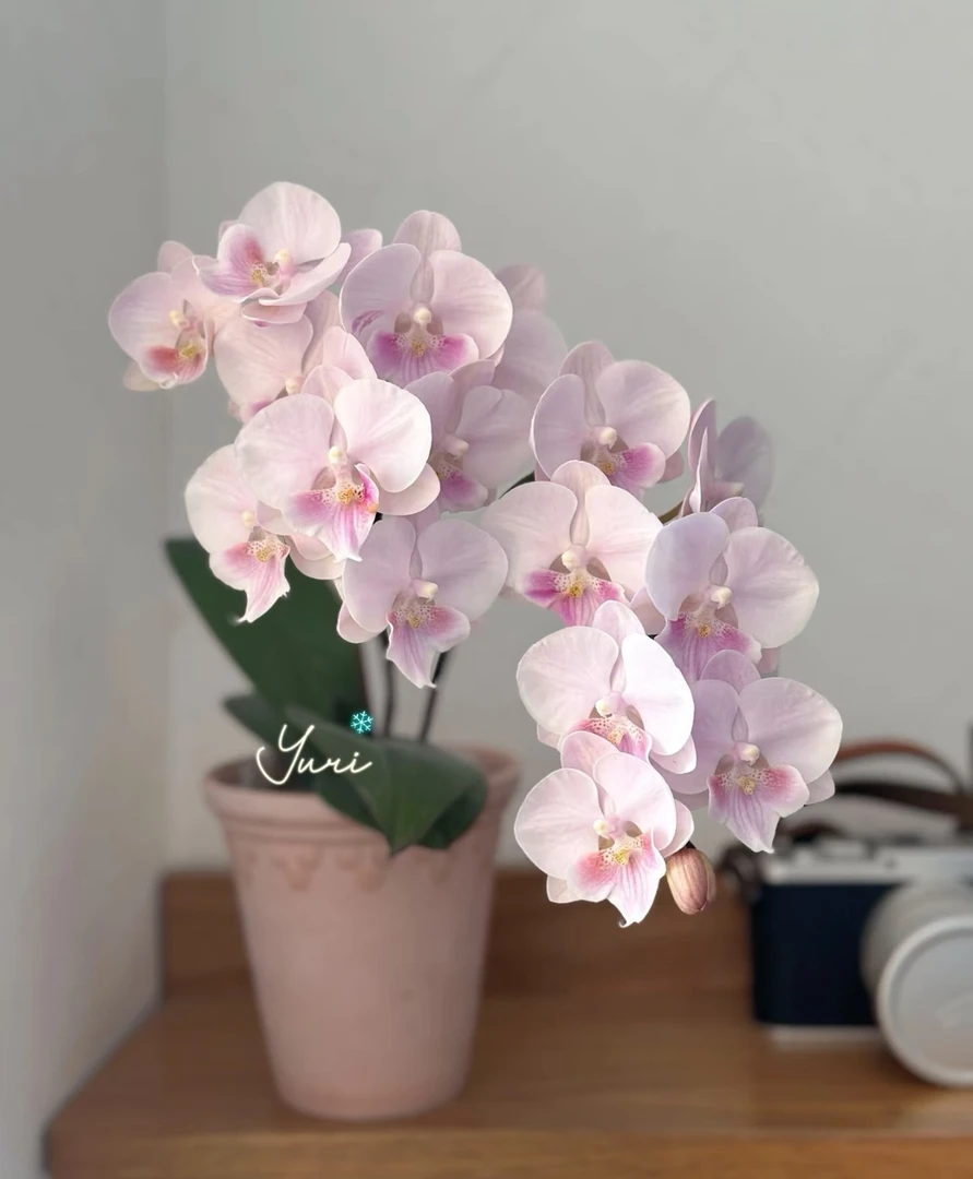 【粉娇娘】无花无梗苗 蝴蝶兰  3.5寸杯