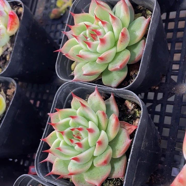 托斯卡带盆土发货