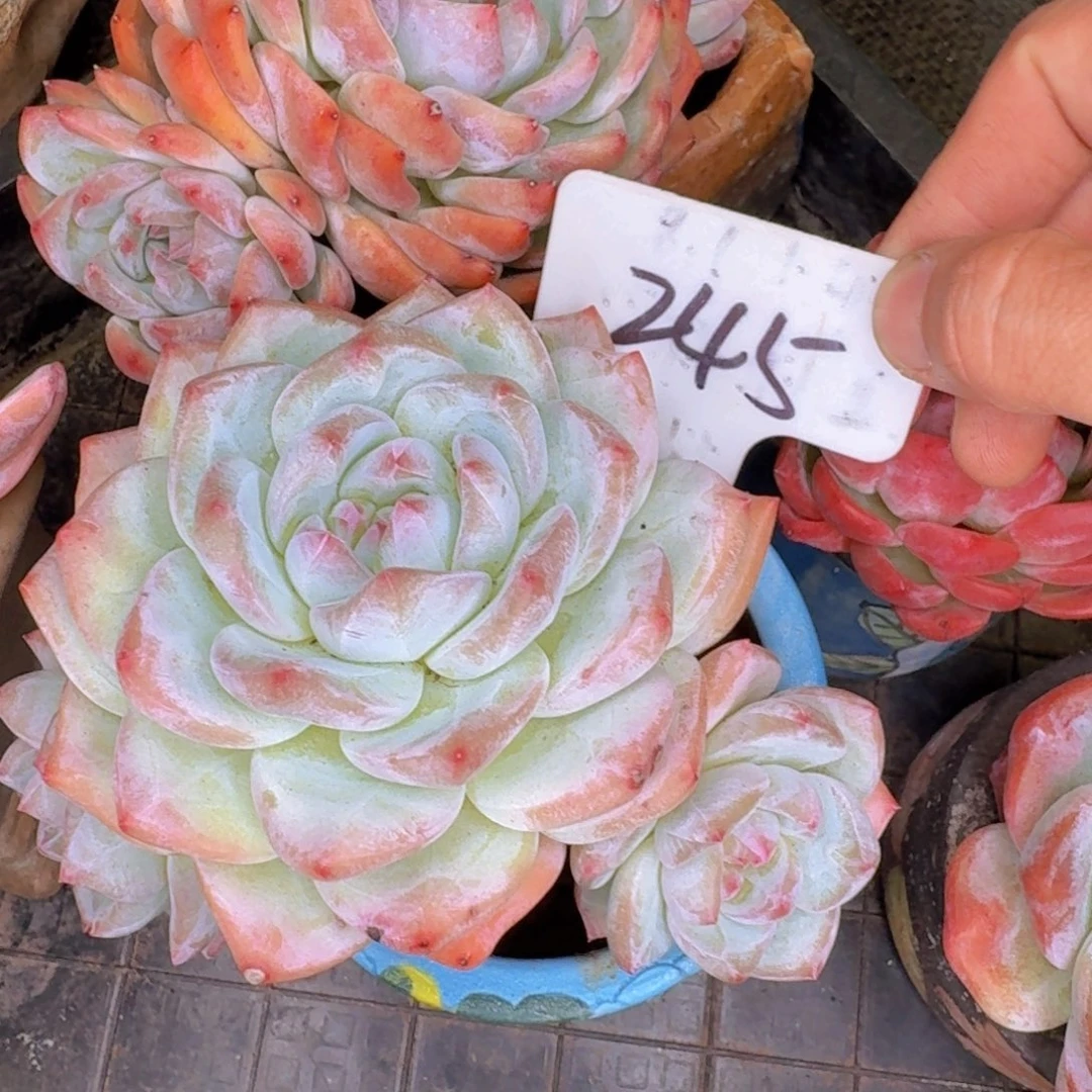 多肉植物和植物等植物