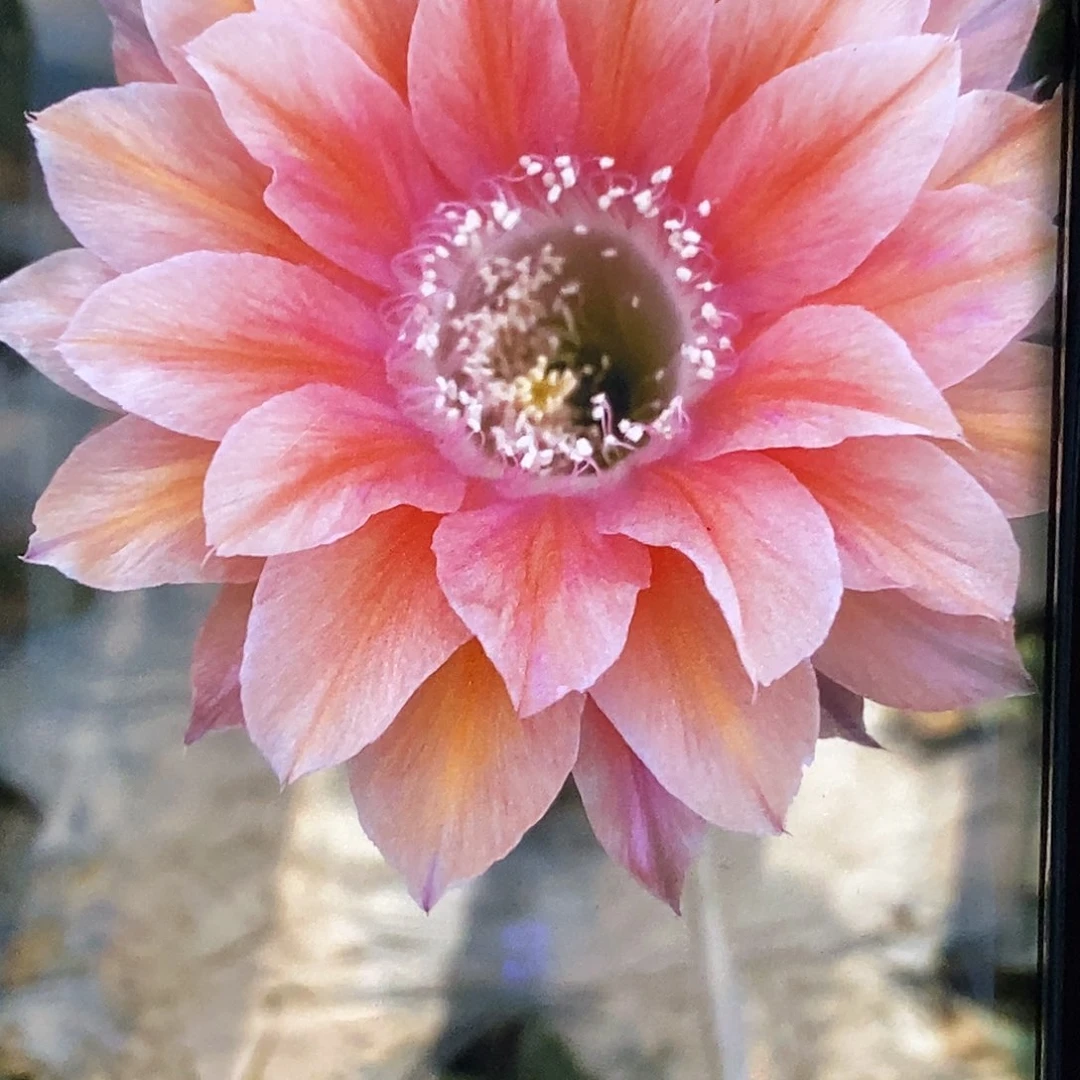 彩 遐想2侧芽歪20包邮/5公分