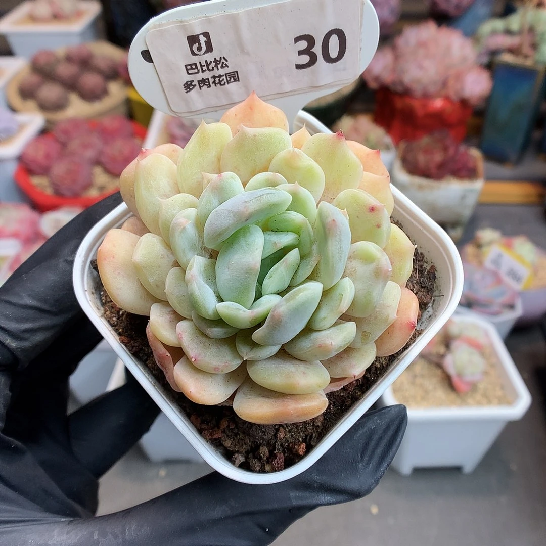 30 白色恋人石化多肉