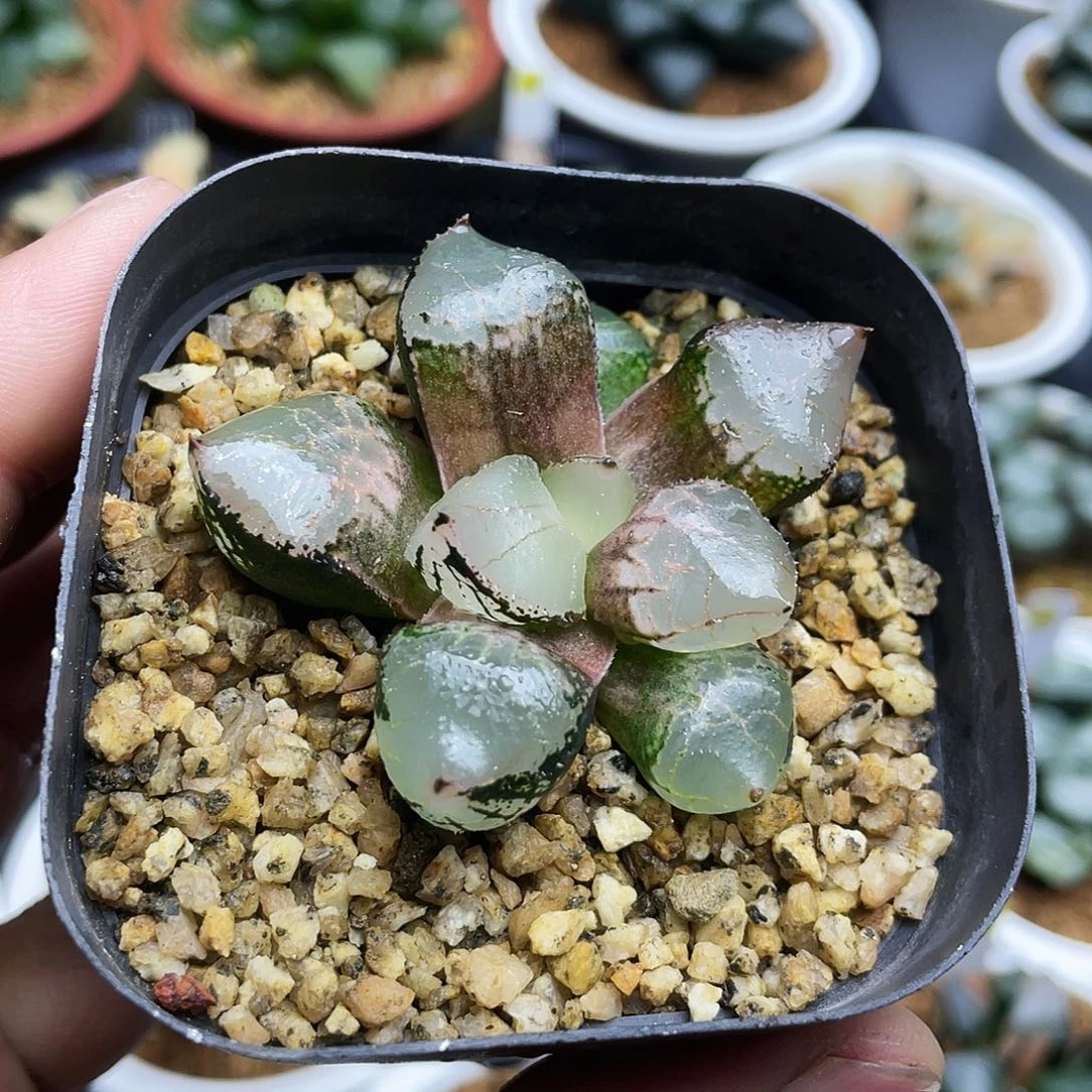 冰皇寿十二卷多肉