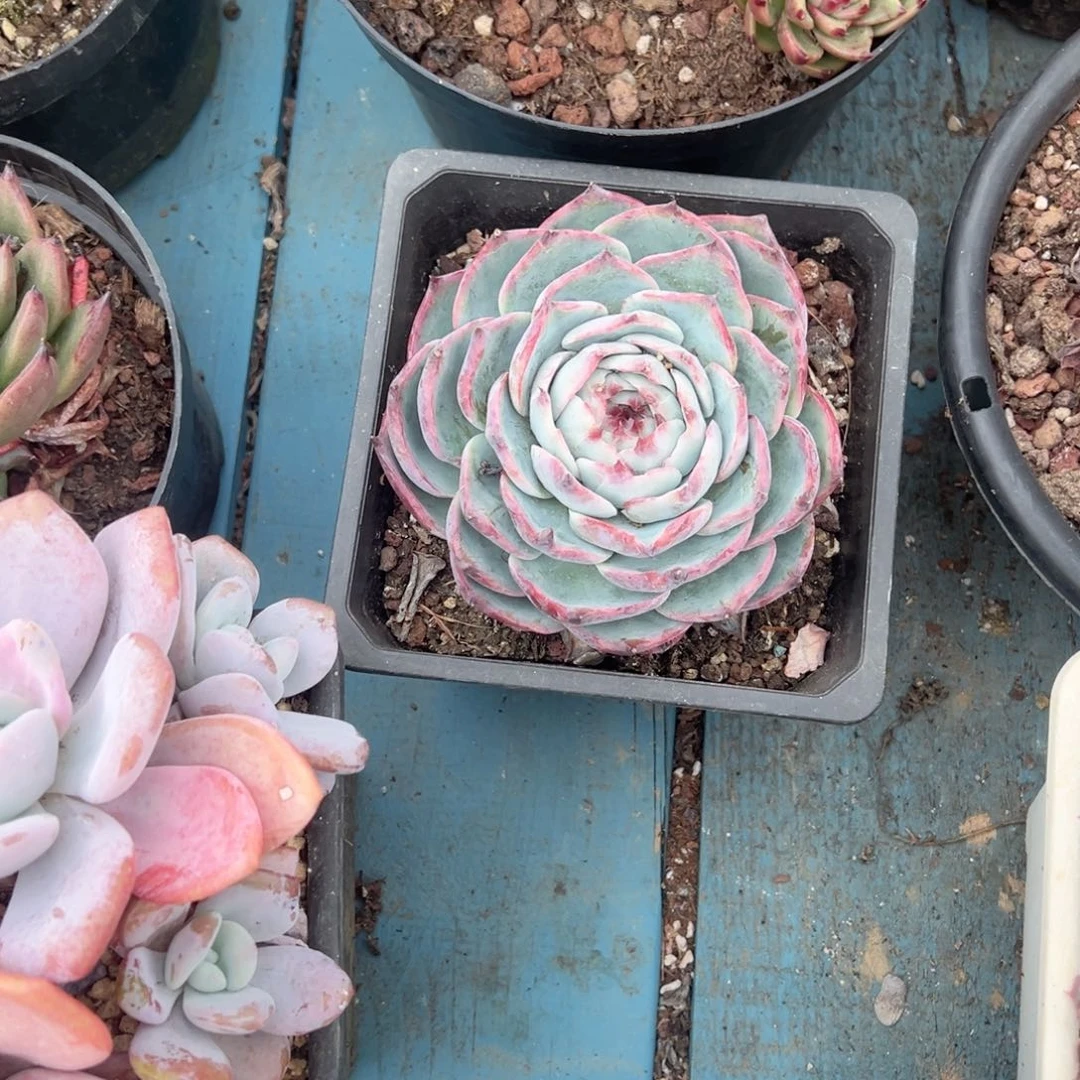 精品多肉植物老桩
