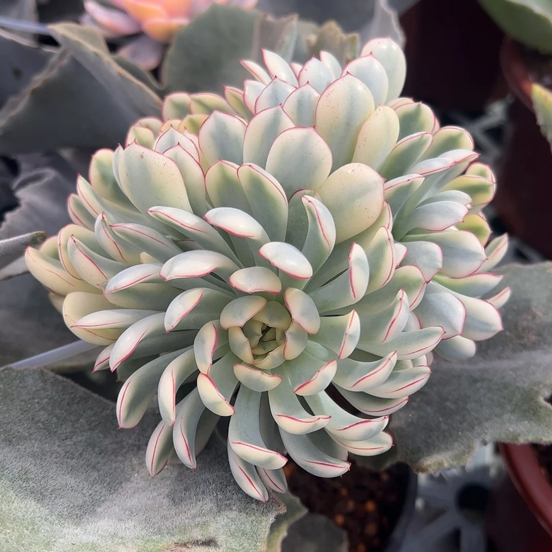 梦幻玫瑰锦 三头 一物一拍