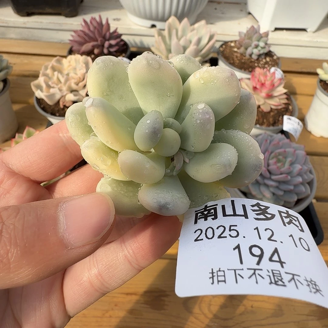 美人杂11111210-194