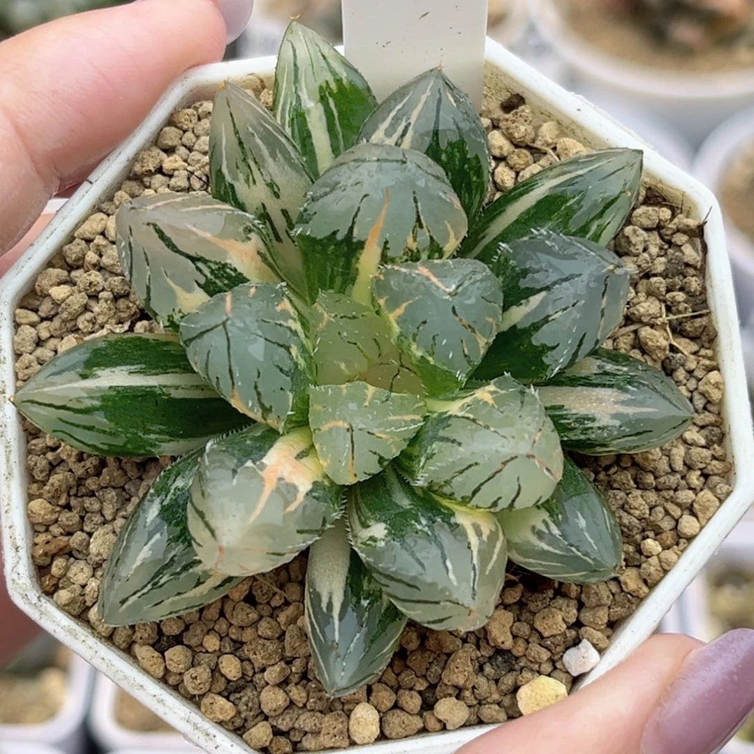 20极上斑oh玉露锦福利专场