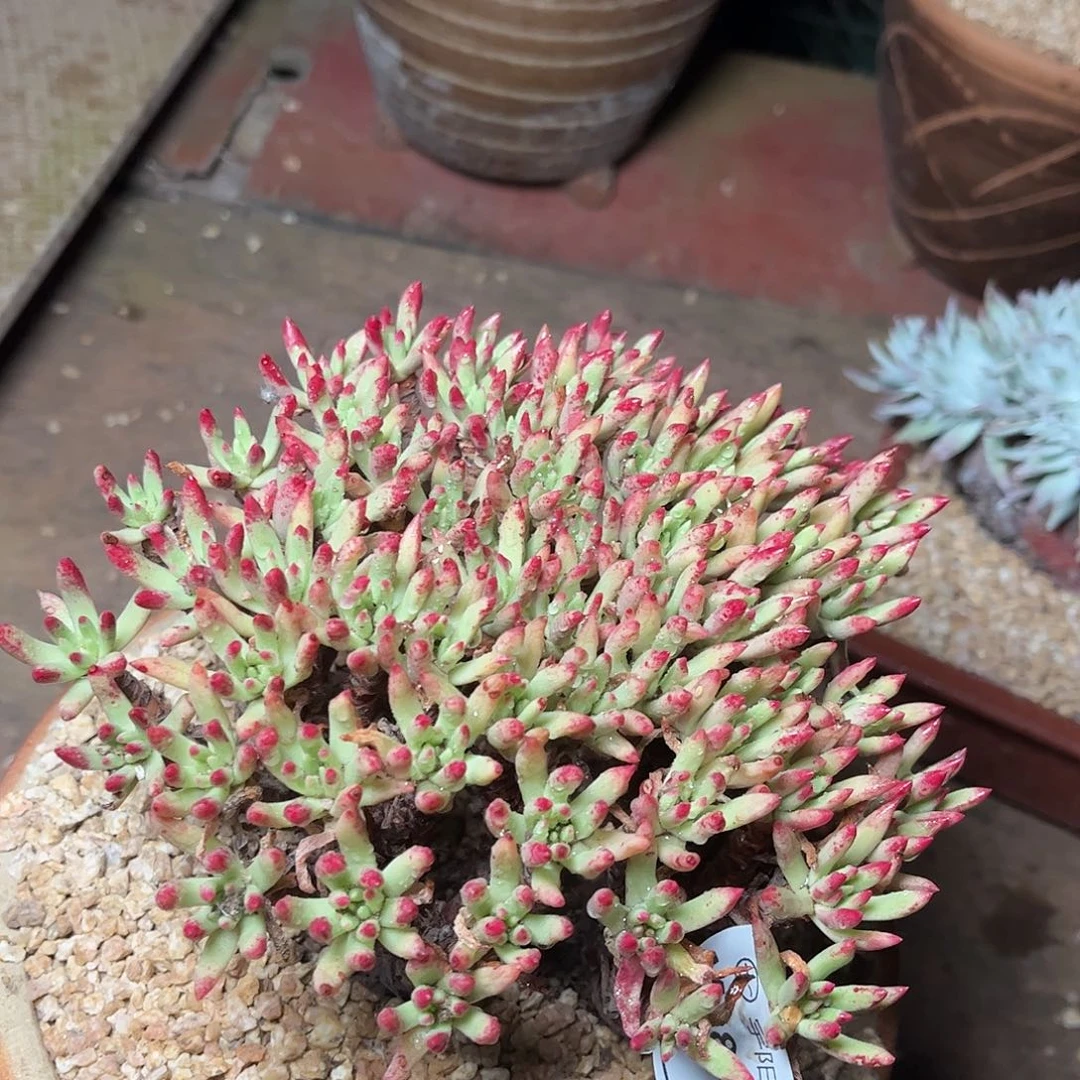 8510维斯新达仙女杯多肉