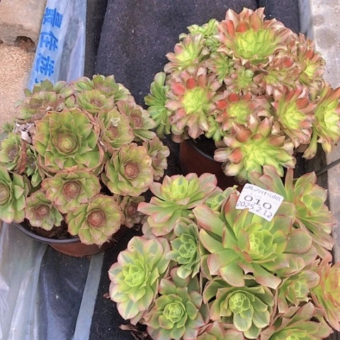 2.12-10组合多肉植物3颗