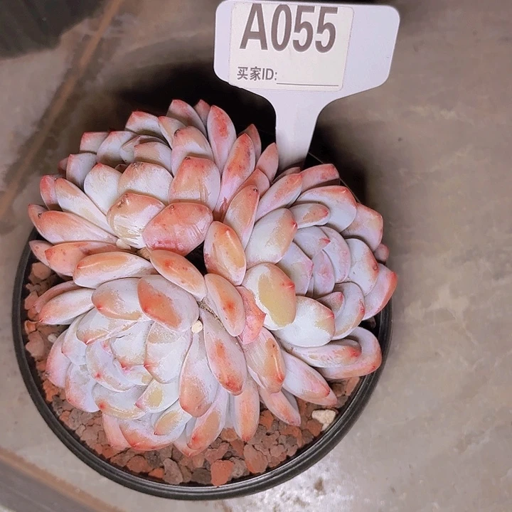 、***?梦露一物一拍A055