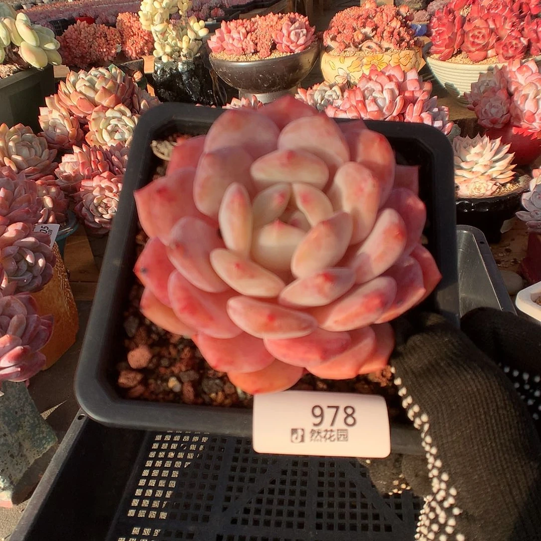 978星橙多肉植物66666
