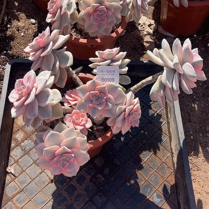 半***糖紫乐锦大群，一物一拍