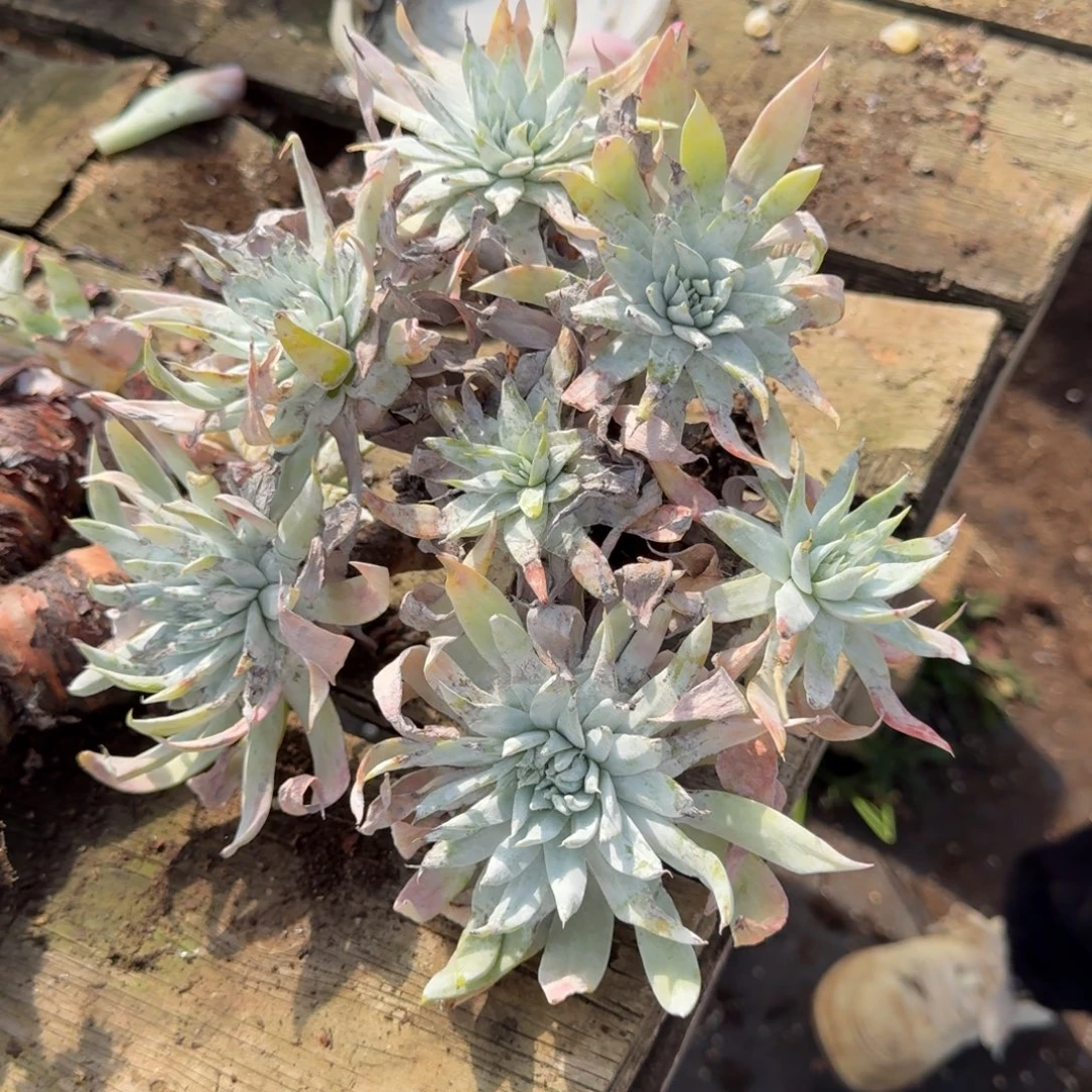 1***6多肉一颗 不包损3号