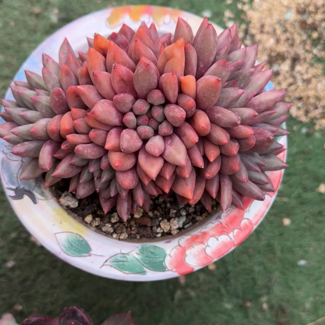 多肉植物多肉植物