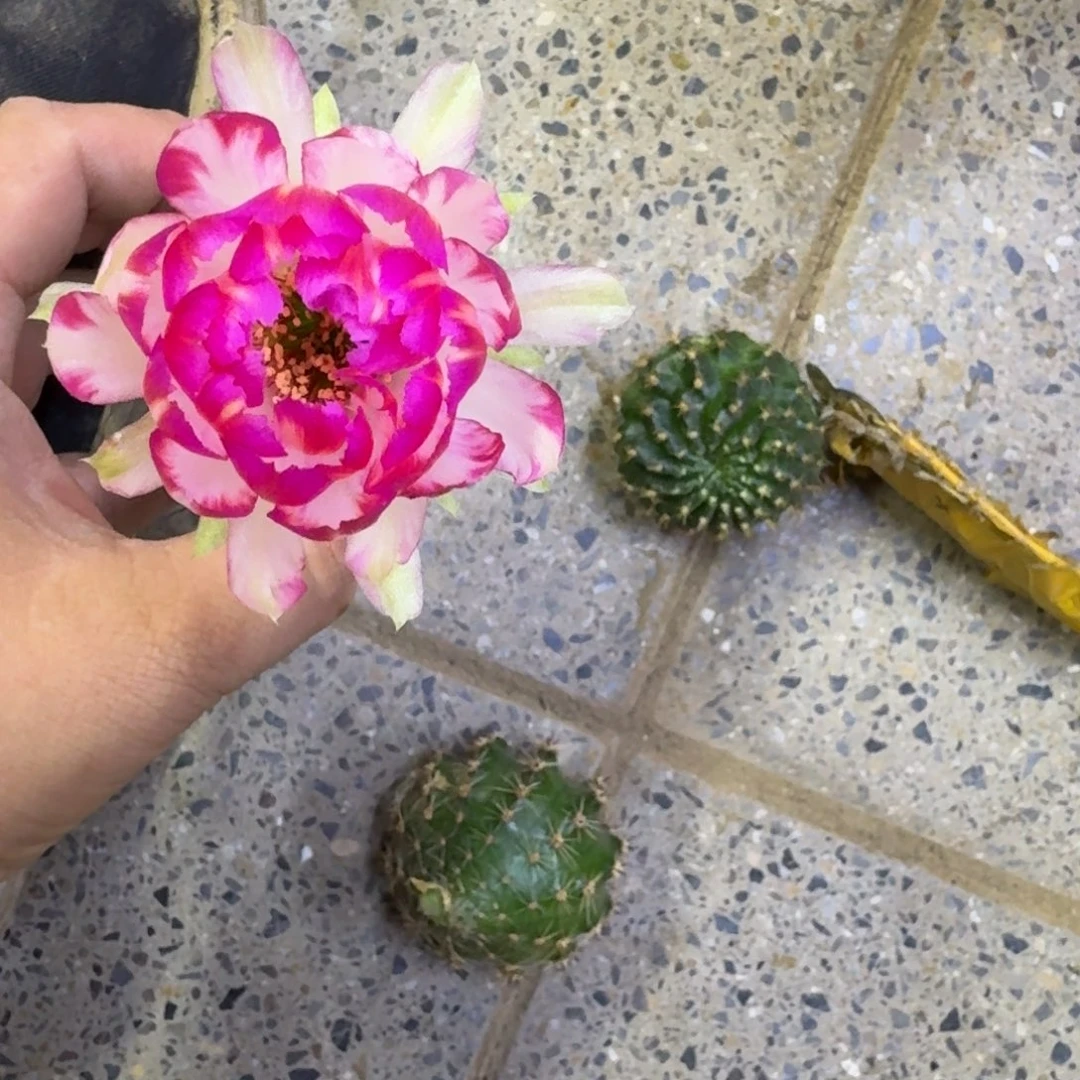 218丽花61歪无根侧牙3公分左右，20包邮