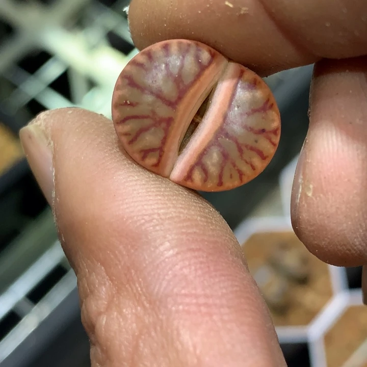 ゾ****y精品多肉植物大战僵尸