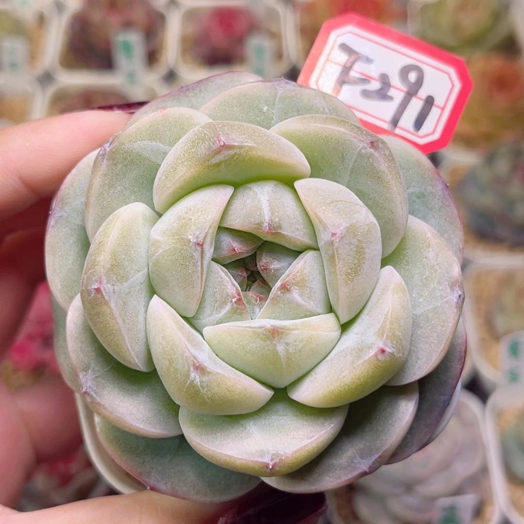 F291一物一拍 木槿大馒头