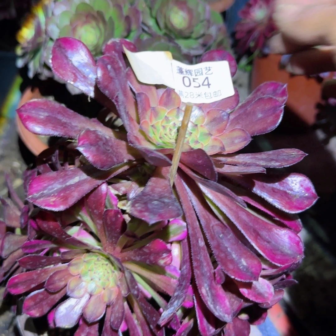 祝融法师多肉054