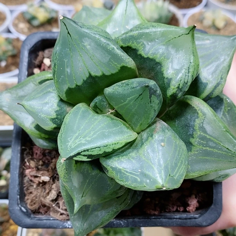 【闪购商品】10裹般若大母本